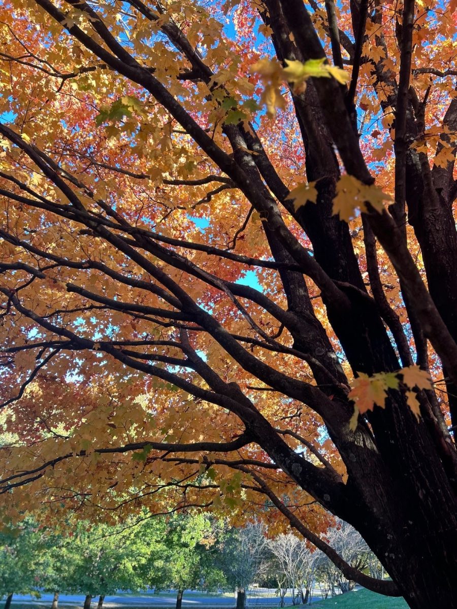 Romanticizing Fall